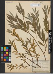 Foto von Salix alba L.
